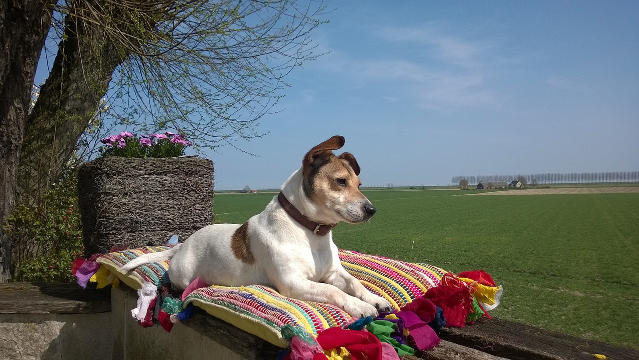 best fresh dog food for Jack Russells