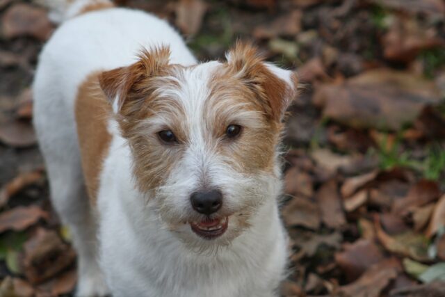 best fresh dog food for Jack Russells