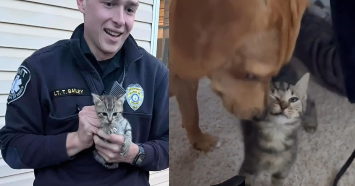 A Story Of Two Foster Kittens & Their Canine Good friend Brings A Reminder For Chilly Days 
