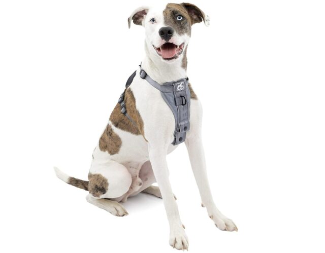 best dog harnesses 