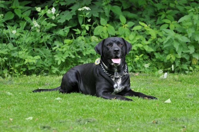 best fresh dog food for Labs