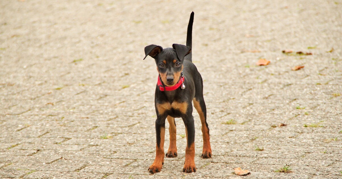 4 Greatest Dietary supplements for Miniature Pinscher Puppies (+1 to Keep away from)