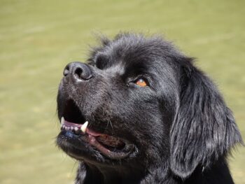 Newfoundland puppy best supplements