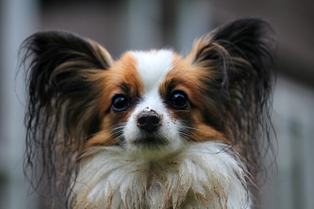 best fresh dog food for Papillons