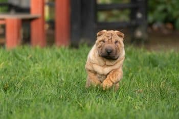 PetWireDaily — 4 Best Supplements for Shar Pei Puppies (+1 to Avoid)