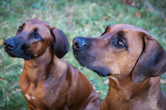 best fresh dog food for Rhodesian Ridgebacks