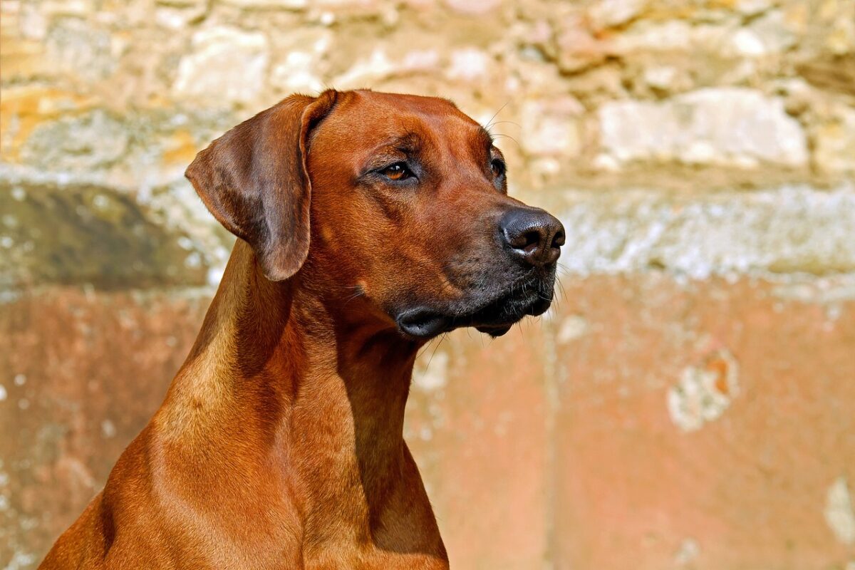 best fresh dog food for Rhodesian Ridgebacks