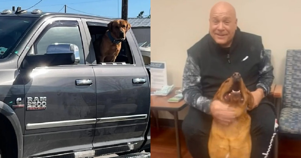 Bố của chú chó bất lực chứng kiến ​​tên trộm đánh cắp chiếc xe tải với chú chó con yêu quý của mình bên trong