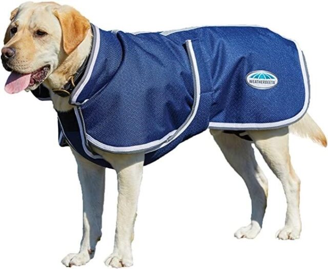best winter jackets for dogs