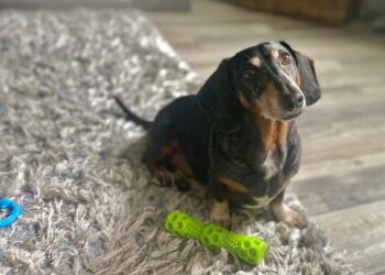 Best Toys For DACHSHUND PUPPY  How To KEEP Your Dachshund