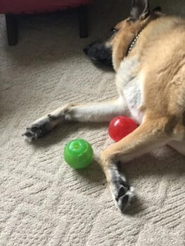 8 Best Toys for German Shepherds & Their Exercise Needs – Furtropolis