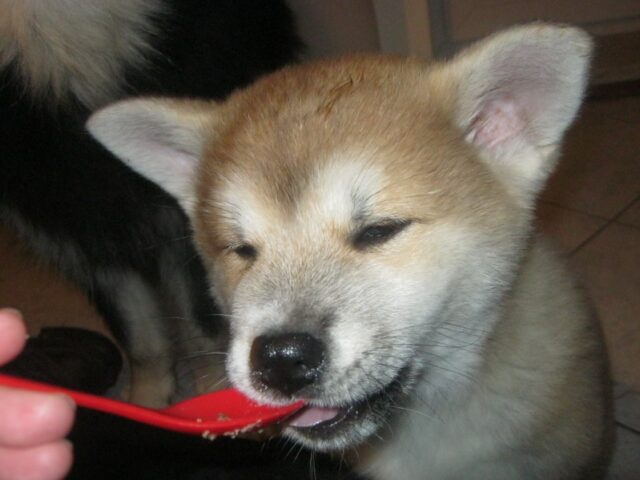 Akita eating best raw dog food.