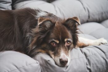 PetWireDaily — Best Dog Beds for Australian Shepherds