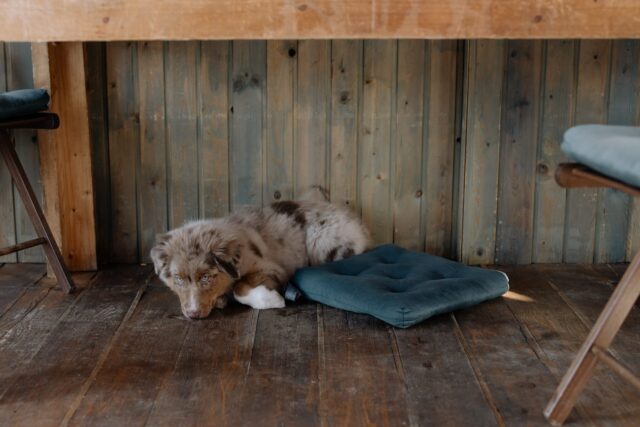 the best dog bed for your Australian Shepherd