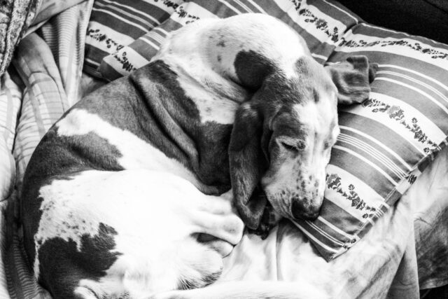 the best dog bed for your Basset Hound