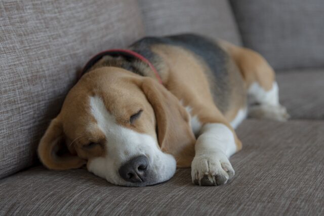 Beagle sleeping on best dog bed