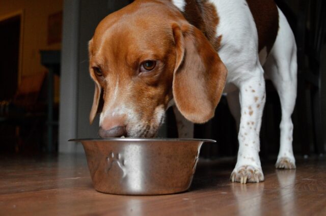 Beagle eating best raw dog food.