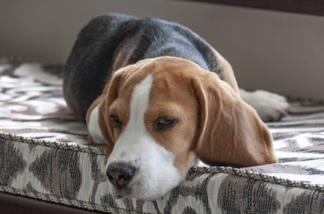 the best dog bed for your Beagle