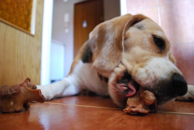 Beagle eating best raw dog food.