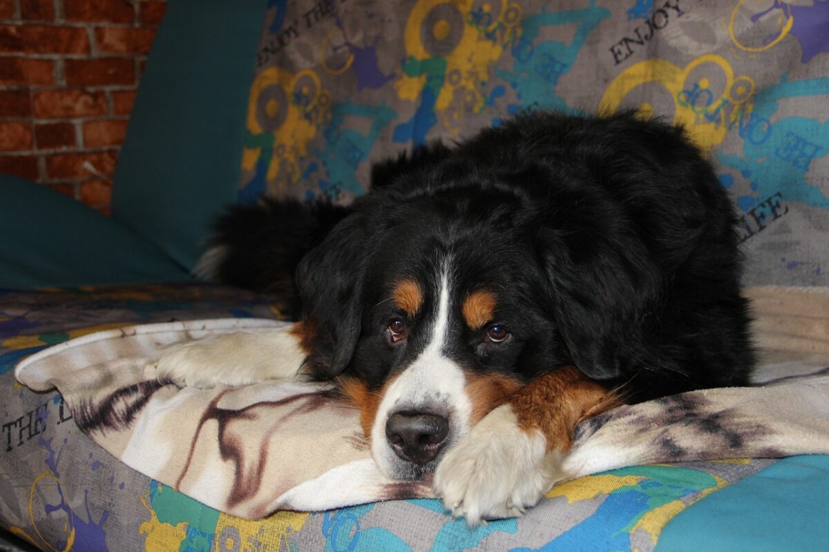 Best Dog Beds for Bernese Mountain Dogs