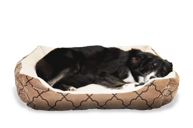 the best dog bed for your Border Collie