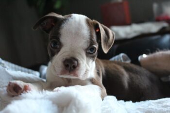 PetWireDaily — Best Dog Beds for Boston Terriers