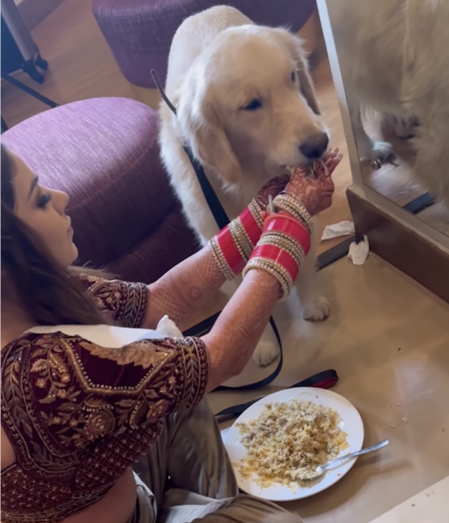 Bride feeding dog