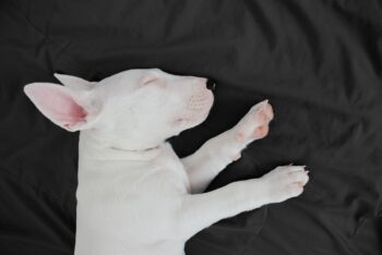 best dog bed for your Bull Terrier