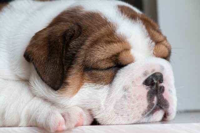 Bulldog sleeping on best dog bed 
