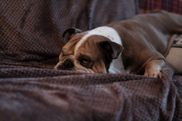 the best dog bed for your Bulldog