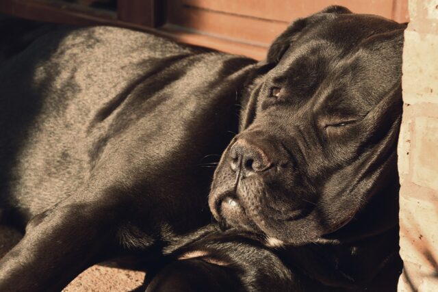 Cane Corso sleeping on best dog bed