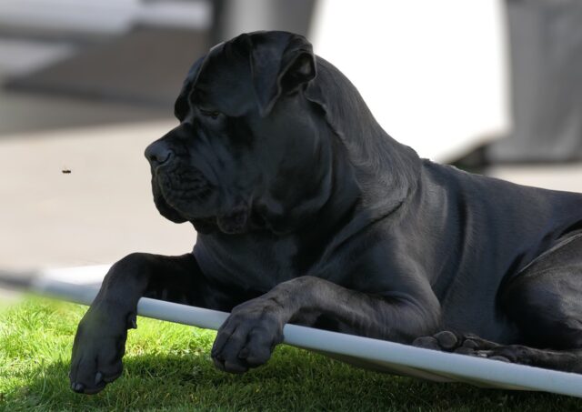 the best dog bed for your Cane Corso