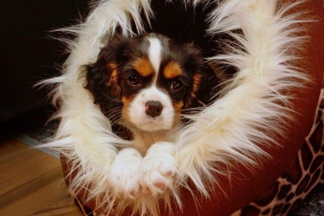 the best dog bed for your Cavalier