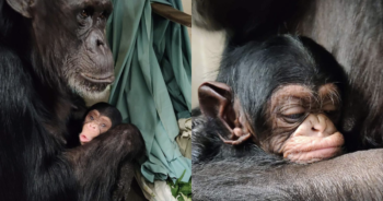 Mom and baby chimpanzee reunion