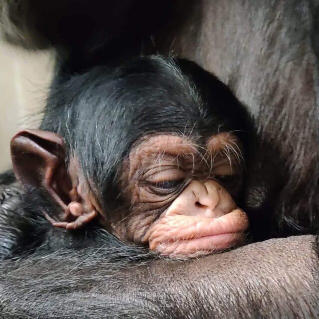 Chimpanzee baby reunited with mom