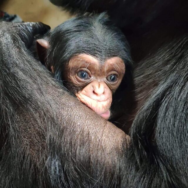 Chimpanzee hugging baby
