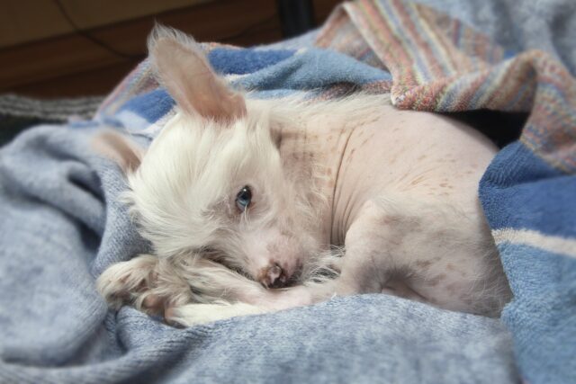 Chinese Crested sleeping on best dog bed