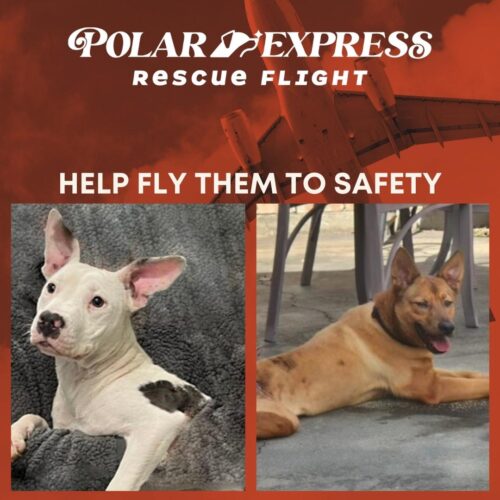 Polar Express Rescue Flight - Donate To Help Shelter Pups Fly To Safety