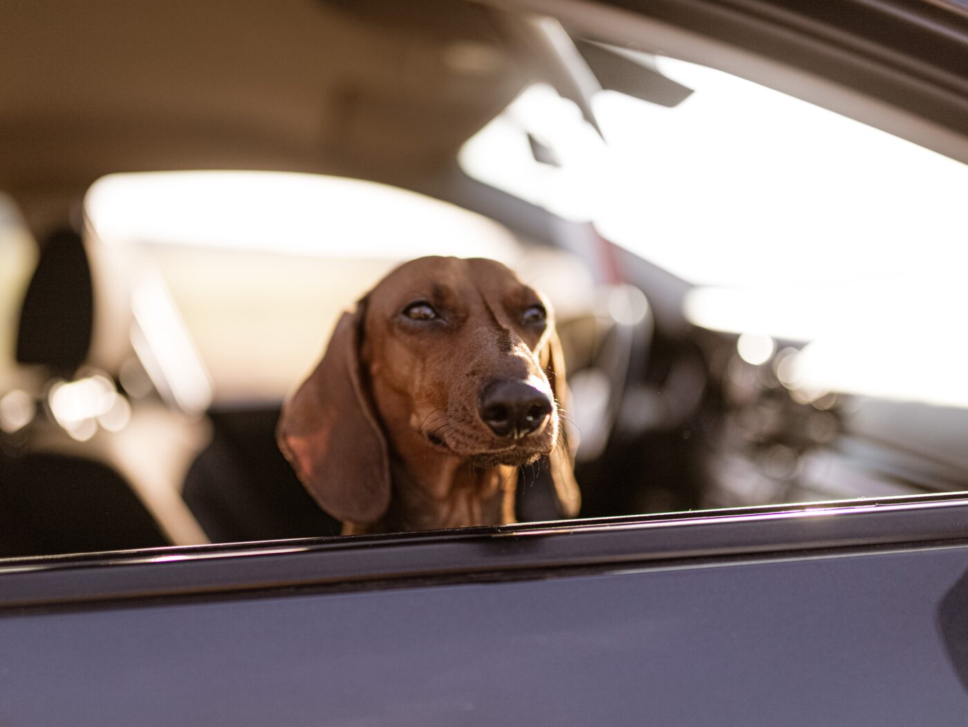 Dachshund riding in car