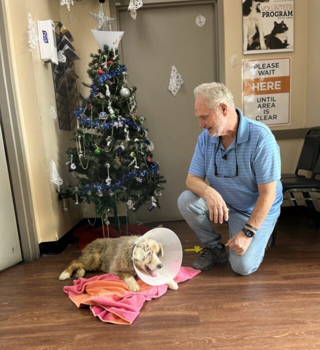Dog and owner by Christmas tree
