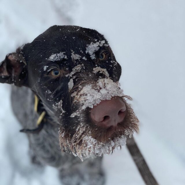 Dog covered in snow
