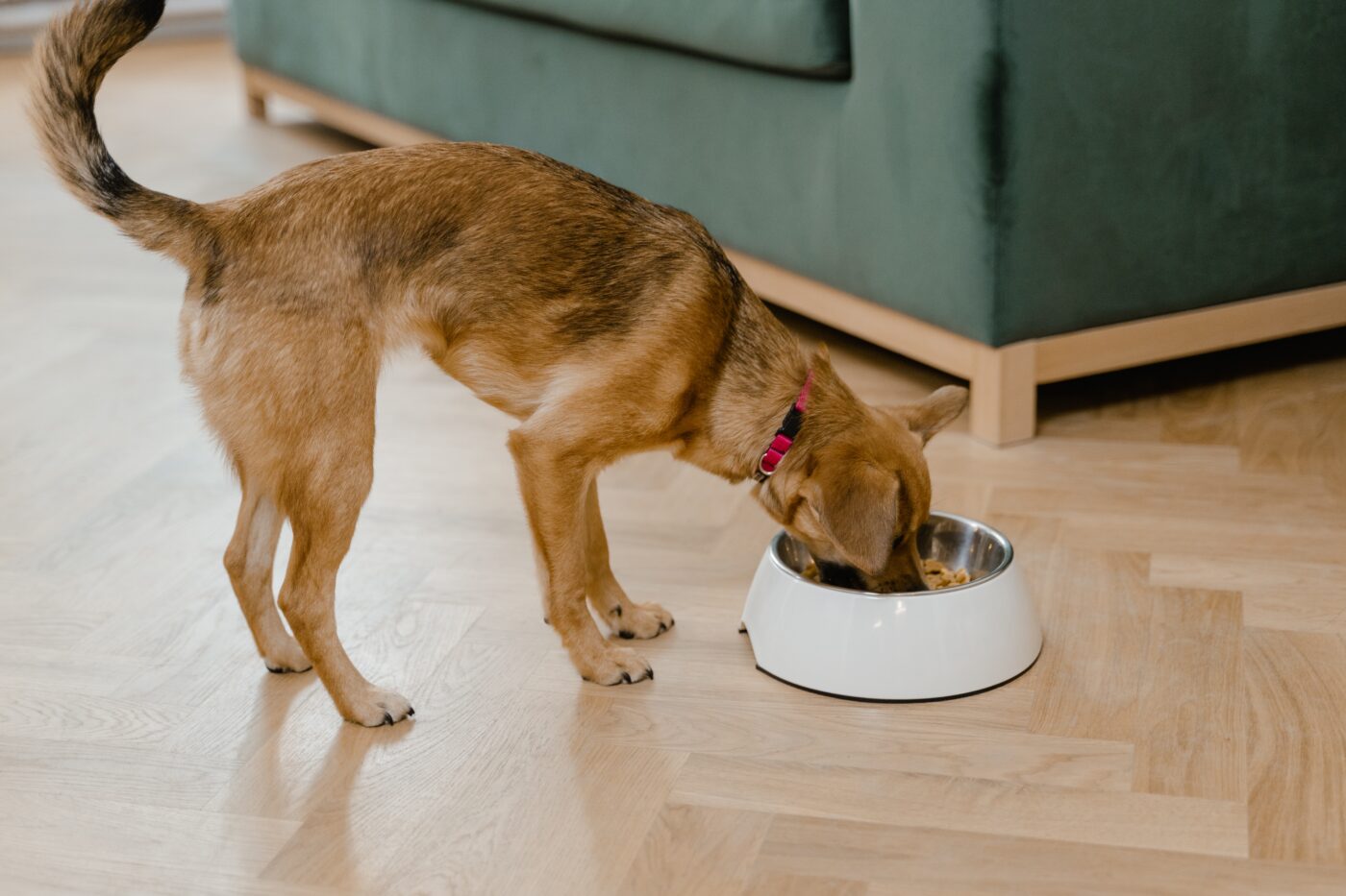 Dog eating food out of bowl