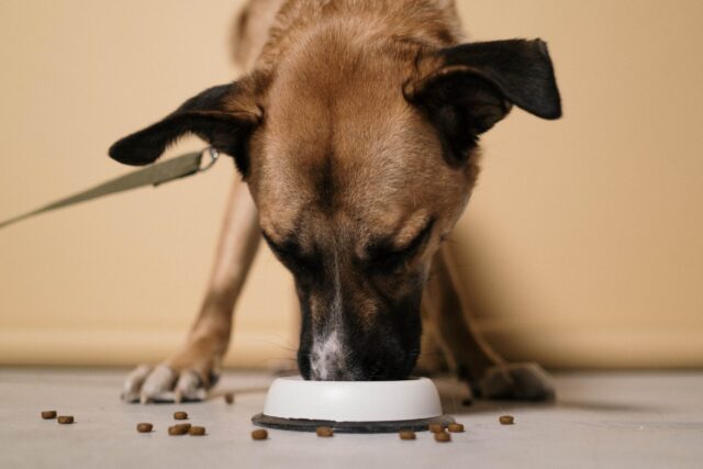 Dog eating out of small bowl
