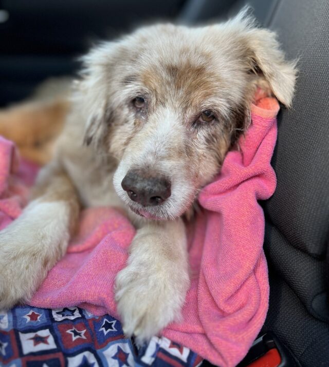 Dog found after 7 years