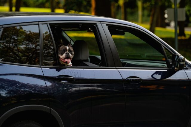 French Bulldog riding in car