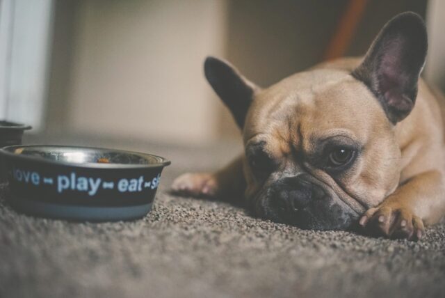 Frenchie laying by dog bowl