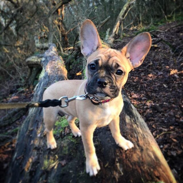 Frenchie puppy with long snout