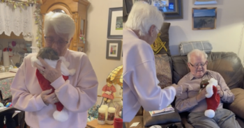 Grandparents surprised with puppy
