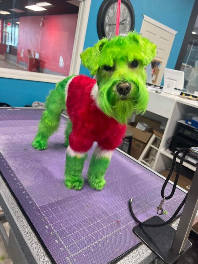 Grinch dog standing up