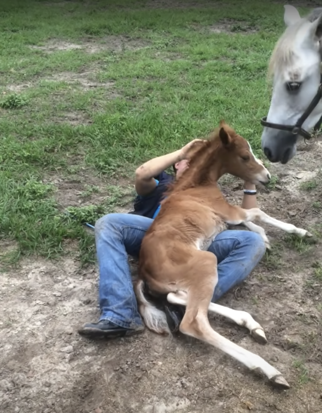 Horse checking on foal and human
